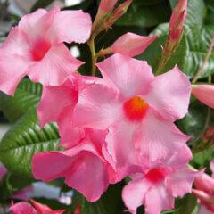 Dipladenia 'Diamantina'