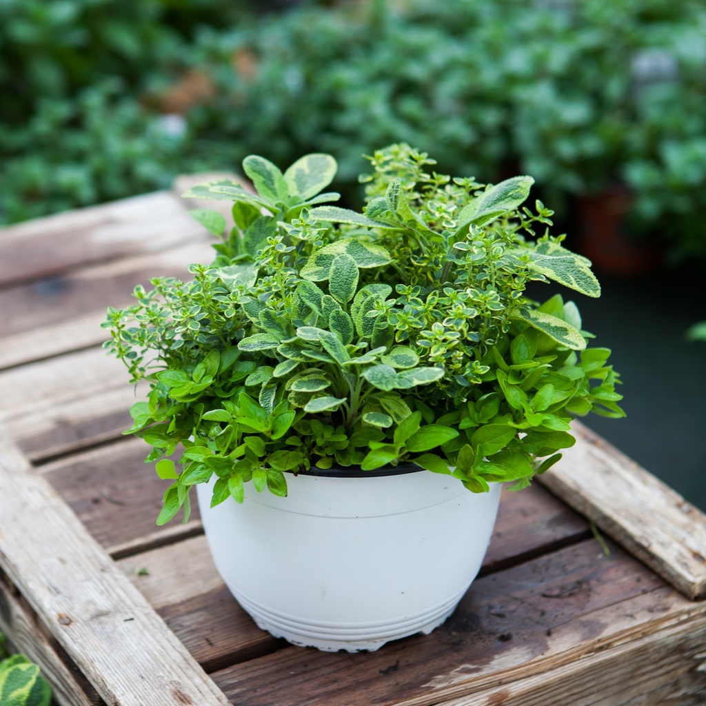 Aromatique Trio Barbecue