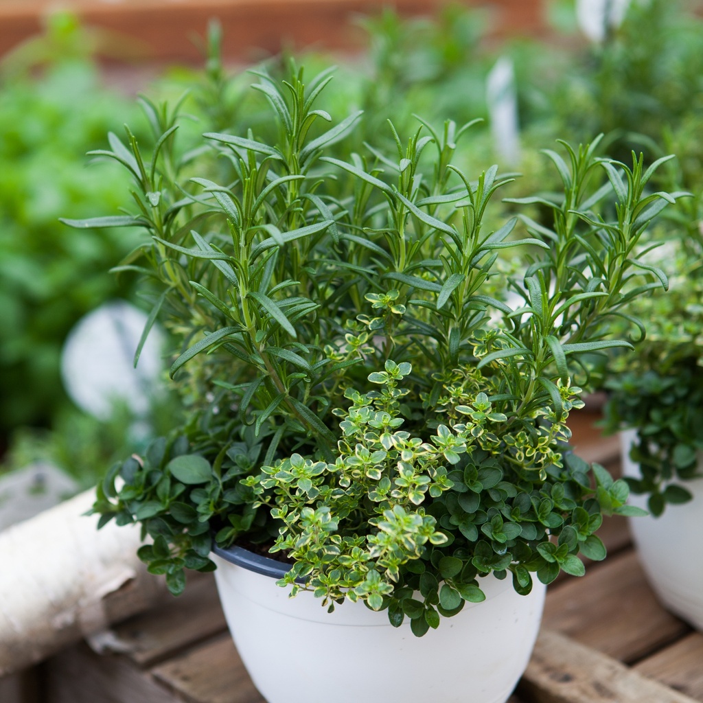 Aromatique Trio Pizza