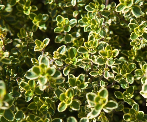 Thymus citriodorus 'Mystic Lemon'