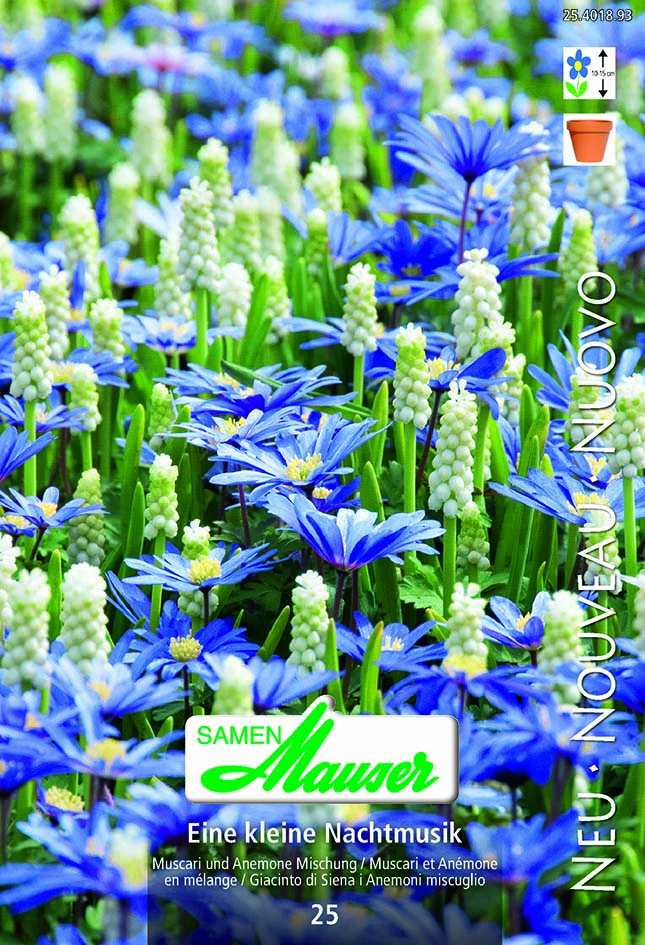 Eine kleine Nachtmusik