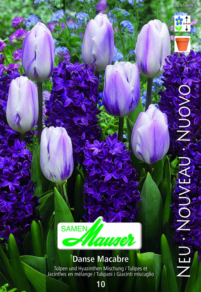 Tulipe Haycinthus Danse Macabre