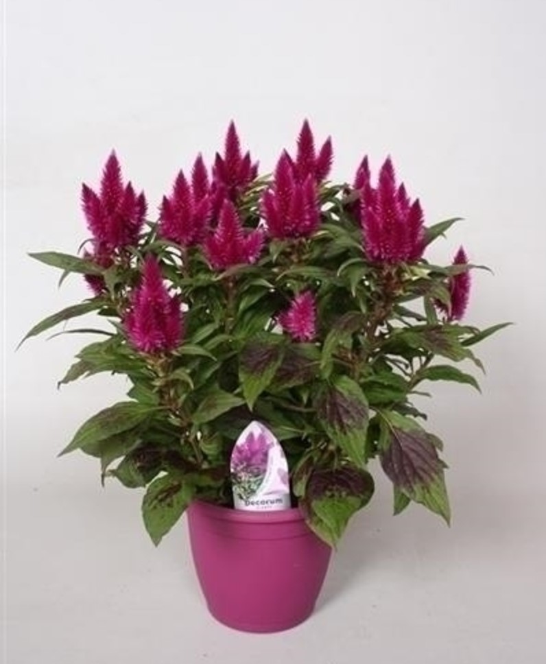 Celosia caracas 'Rose'