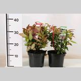 Leucothoe