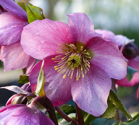 Helleborus 'Madame Lemonnier'