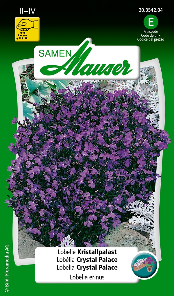 Lobélia Crystal Palace