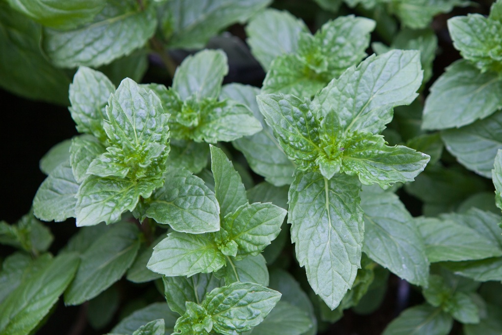 Menthe Japonaise