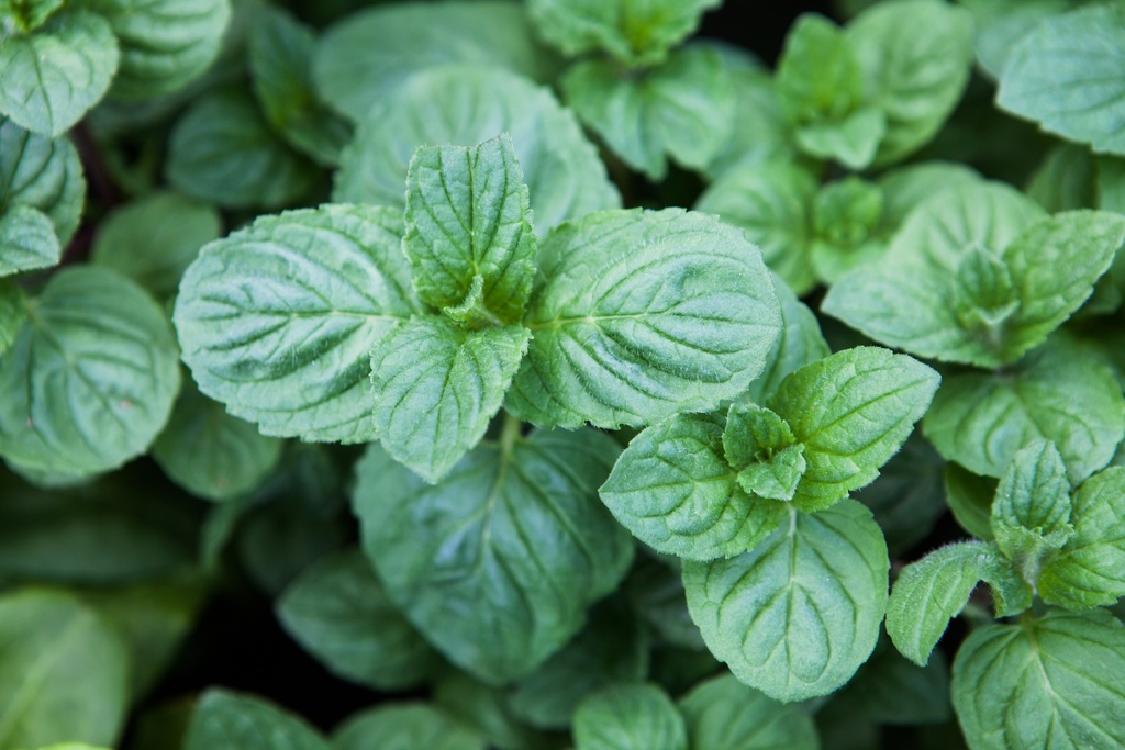 Menthe Ricola