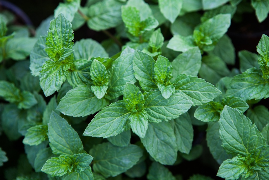 Menthe Turque