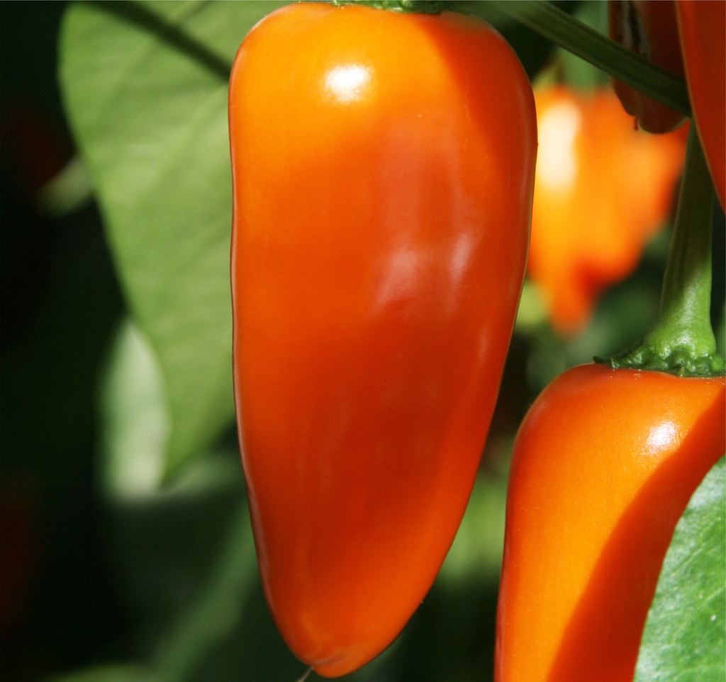 Poivron 'Snack orange'