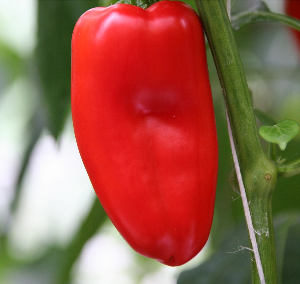 Poivron 'Snack rouge'