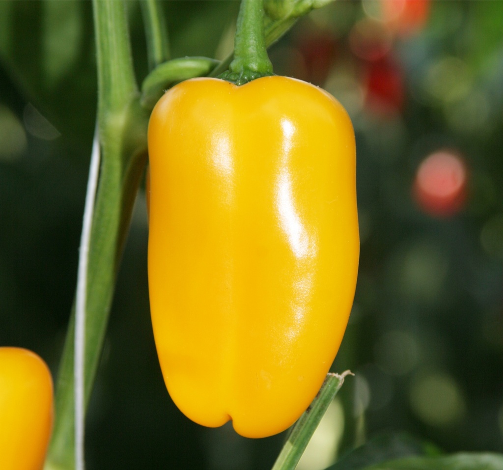 Poivron 'Snack jaune'