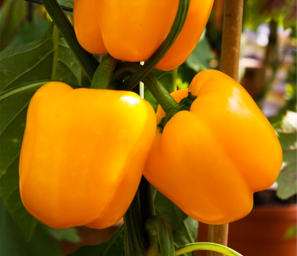 Poivron greffé 'Bellyr jaune'