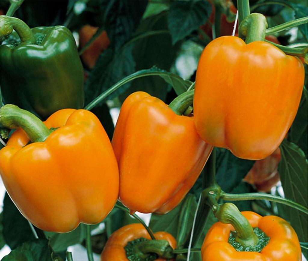 Poivron greffé 'Gourmet Orange'