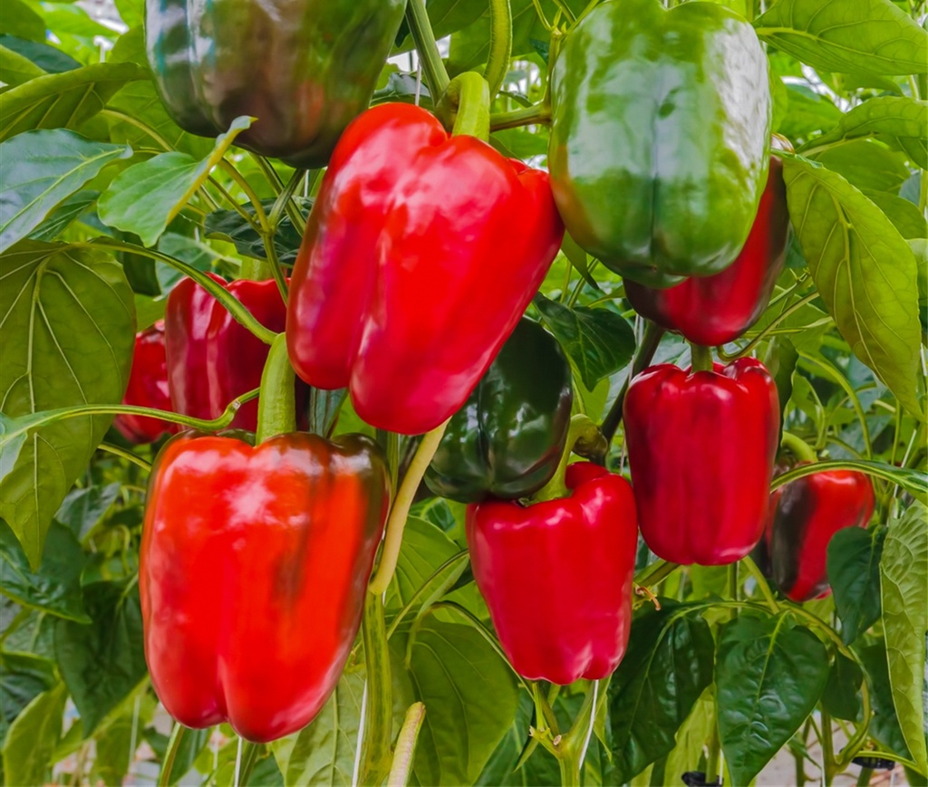 Poivron greffé 'Quadro Rouge'