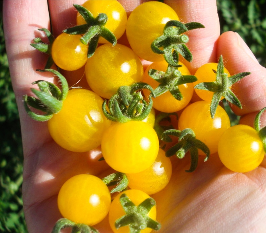 Tomate greffée 'Solena Jaune'
