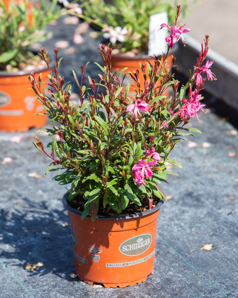 Gaura lindheimeri 'Siskyou Pink'