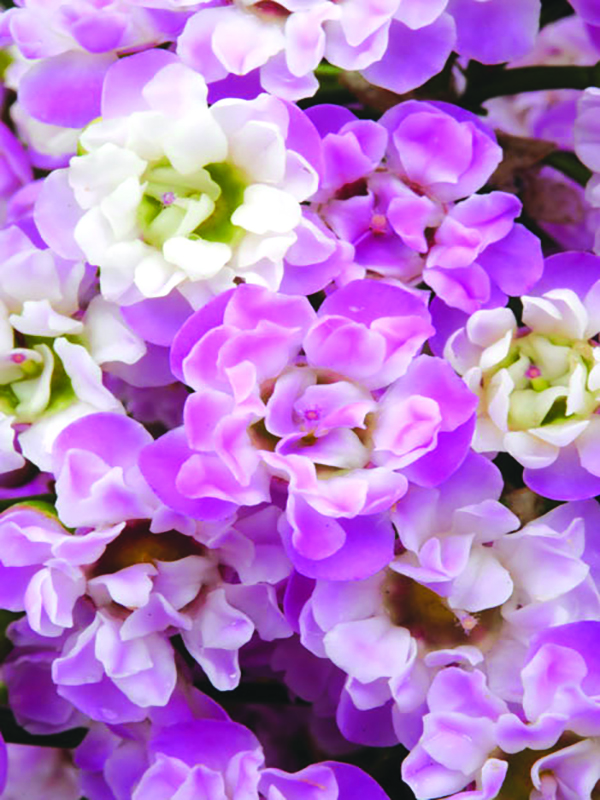 Wax Flower / Fleur de cire 'Dancing Queen'