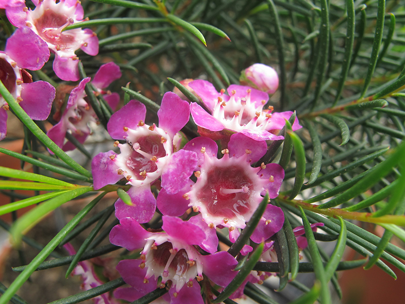 Wax Flower / Fleur de cire 'Raspberry Ripple'