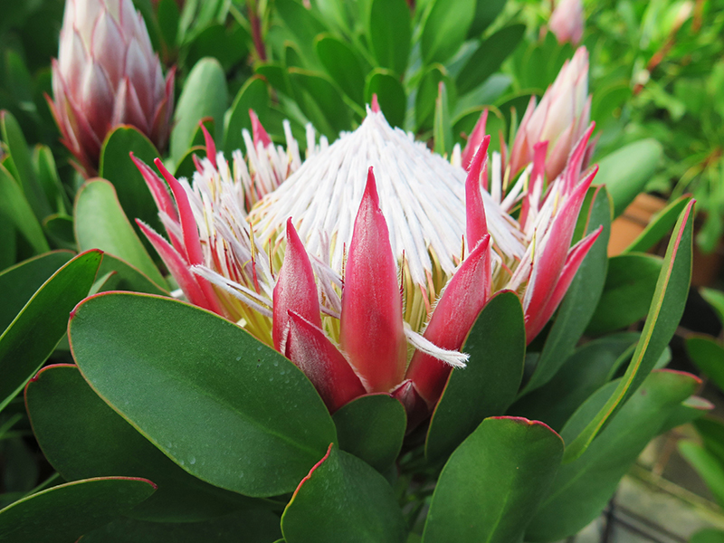 Protea cynaroides 'Little Prince'