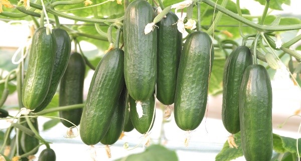Concombre 'Ministar'