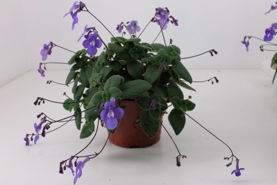 Streptocarpus saxorum