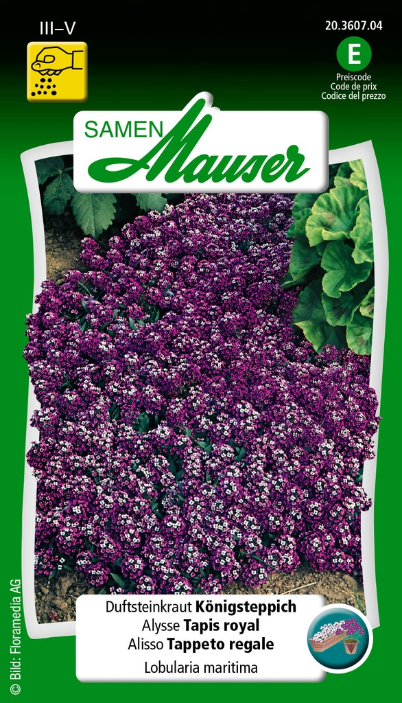 Lobularia tapis royal