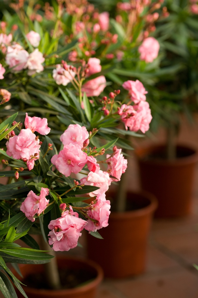 Nerium oleander