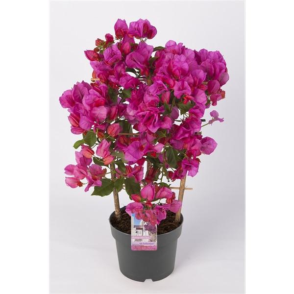Bougainvillea glabra 'Sanderiana'