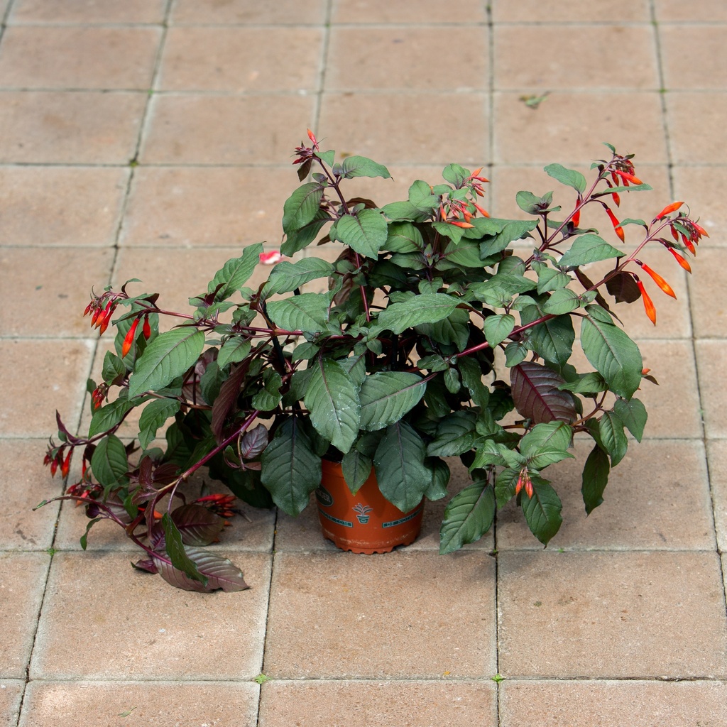 Fuchsia fulgens