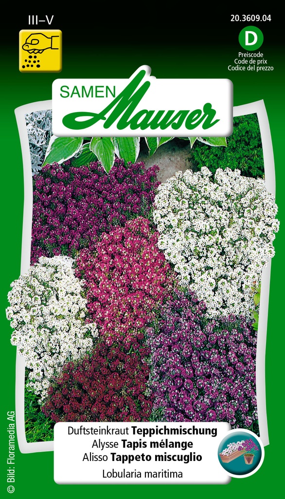 Lobularia tapi-mélange