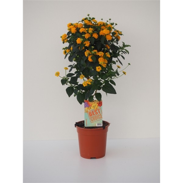 Lantana Camara Hybrides
