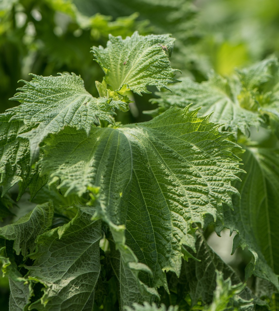 PERILLA VERT (Pot de 14)