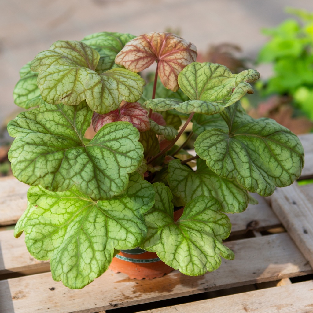Heuchera 'Champagne'