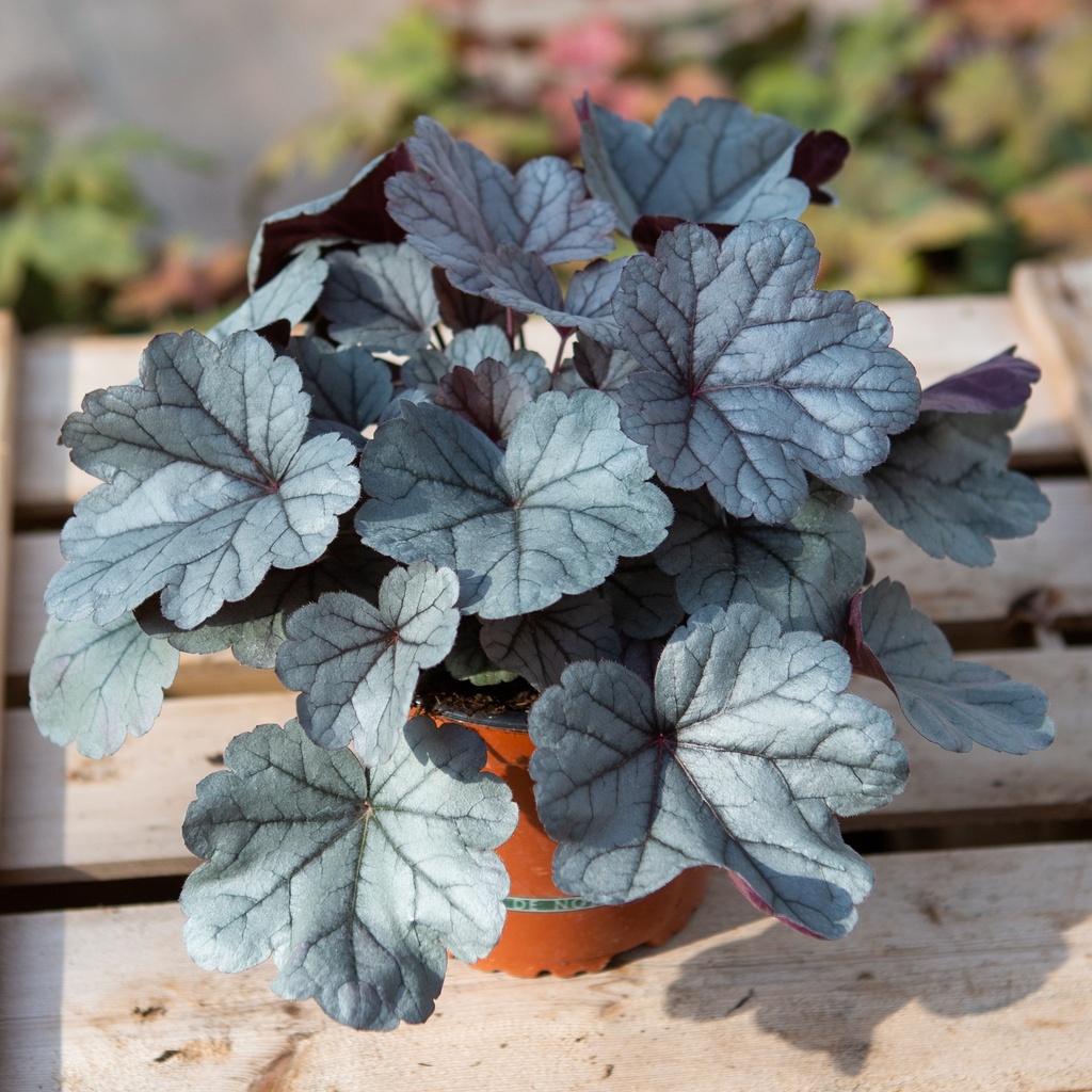 Heuchera 'Silver Gundrop'