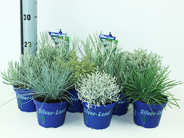 Silver-Land plante
