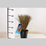 Carex comans 'Bronze Form'