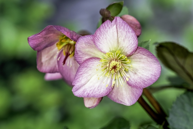 Helleborus 'Ice N' Roses