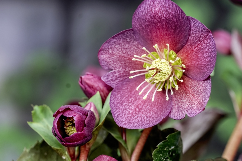 Helleborus 'Ice N' Roses Red