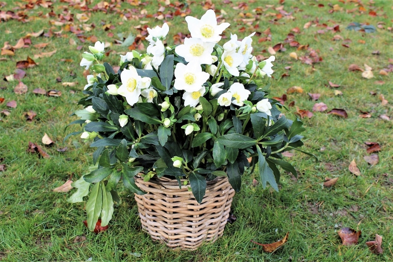 Helleborus niger