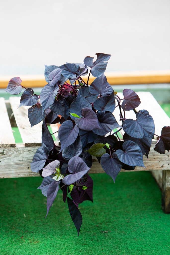 Ipomoea batatas 'Sweet Heart Jet Black'