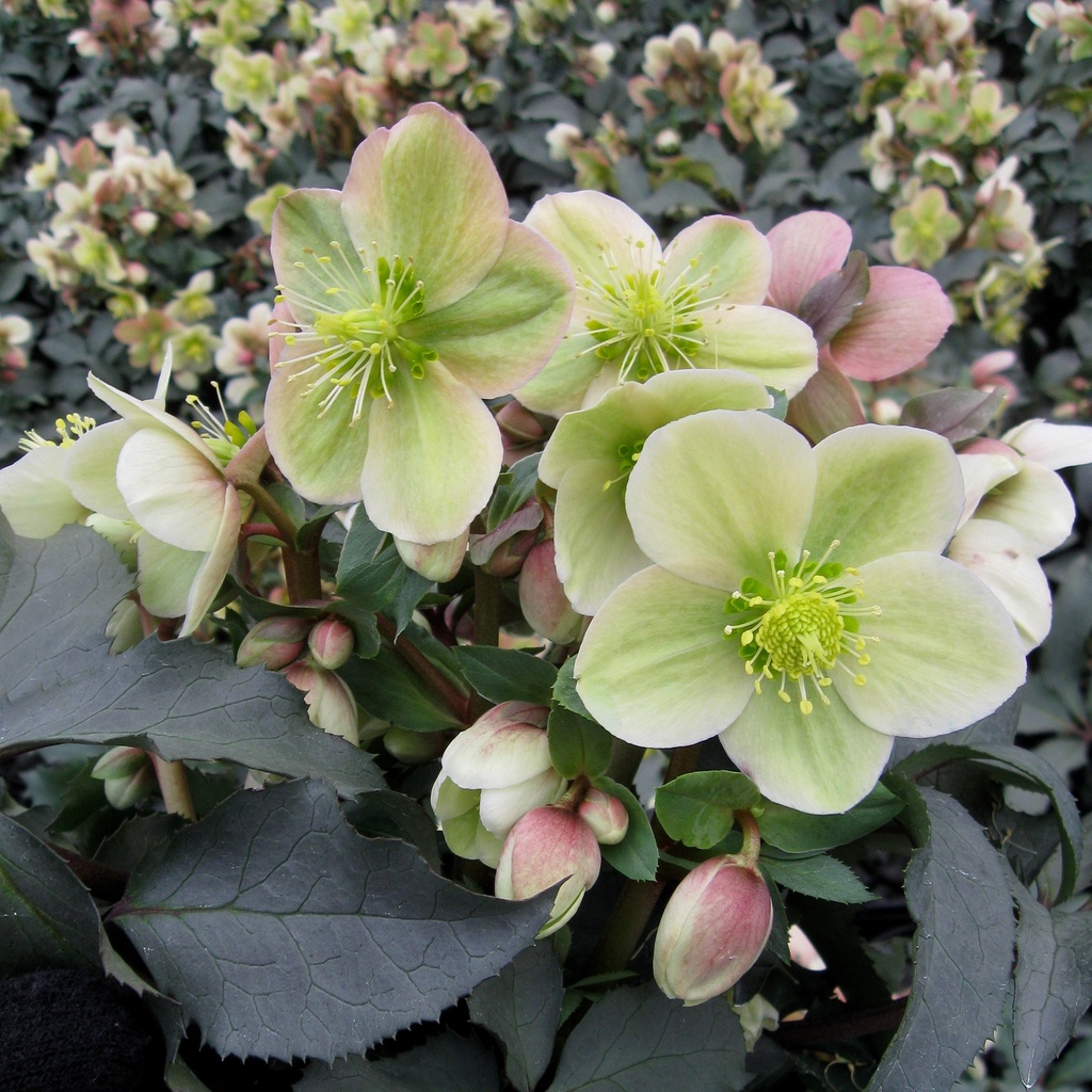 Helleborus 'Monte Christo'