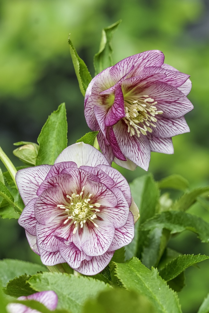 Helleborus orientalis 'Lily'