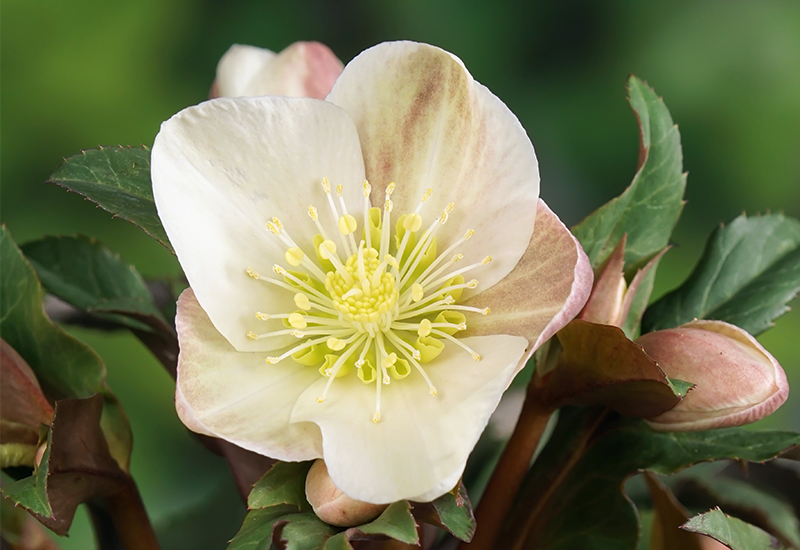 Helleborus 'Camelot'