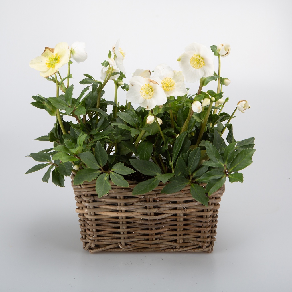 Helleborus niger