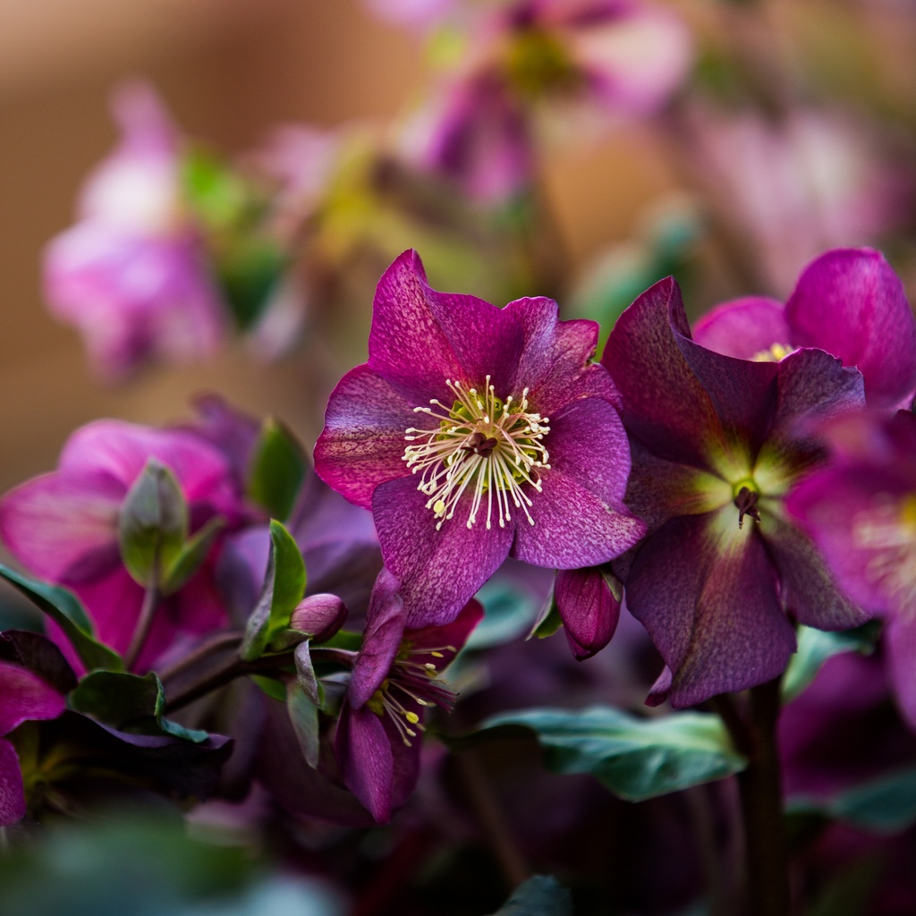Helleborus 'Ice N' Roses Red