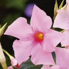 Dipladenia 'Diamantina'