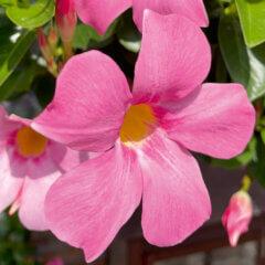 Dipladenia 'Diamantina'