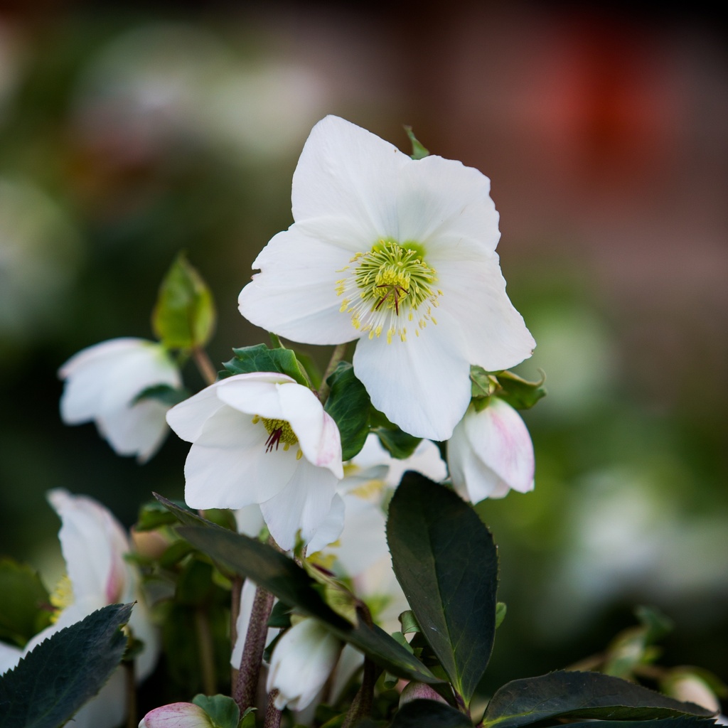 Helleborus orientalis hyb. Paradenia