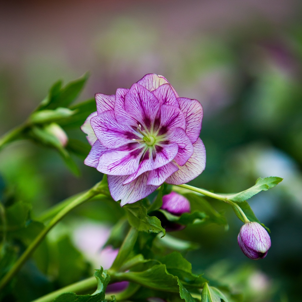 Helleborus orientalis 'Lily'